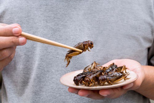 Un Français sur cinq se dit prêt à manger des insectes